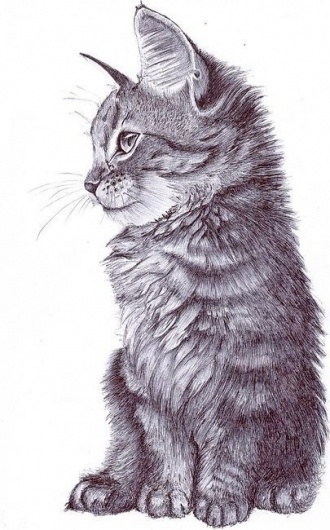 freja #cat #fur #art #cute #beauty