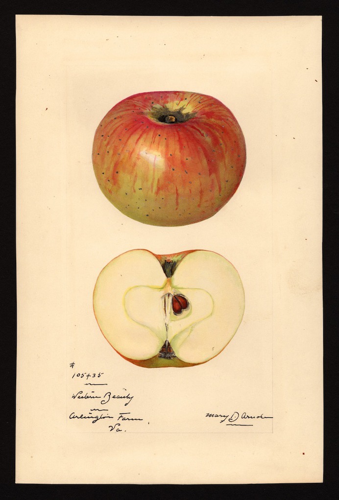 USDA Watercolors