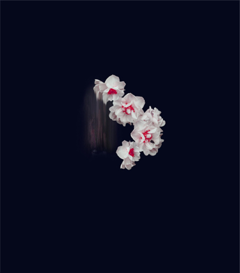 Simone Webb | PICDIT #flower #photo #photography #art