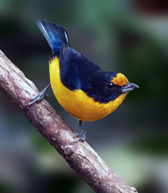 #kings_birds: Beautiful Bird Photography by Celso de Castro