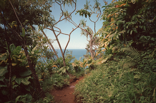by Cody Cobb #beautiful #trees #jungle