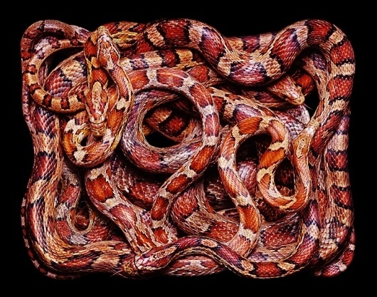SERPENS #snakes #photography #serpents