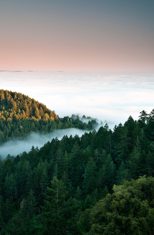 nature, forest