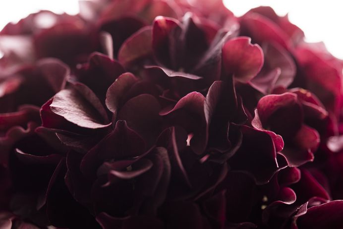 Close-up of cherry-red hydrangea petals