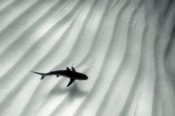 Deepwater shark. #photography #shark