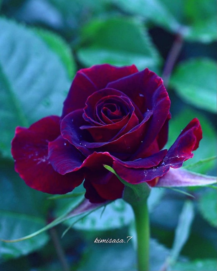 Beautiful Pictures of Roses by Kimi Sasa