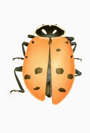 Cornelia Hesse-Honegger #cornelia #bug #insect #nuclear #honegger #hesse