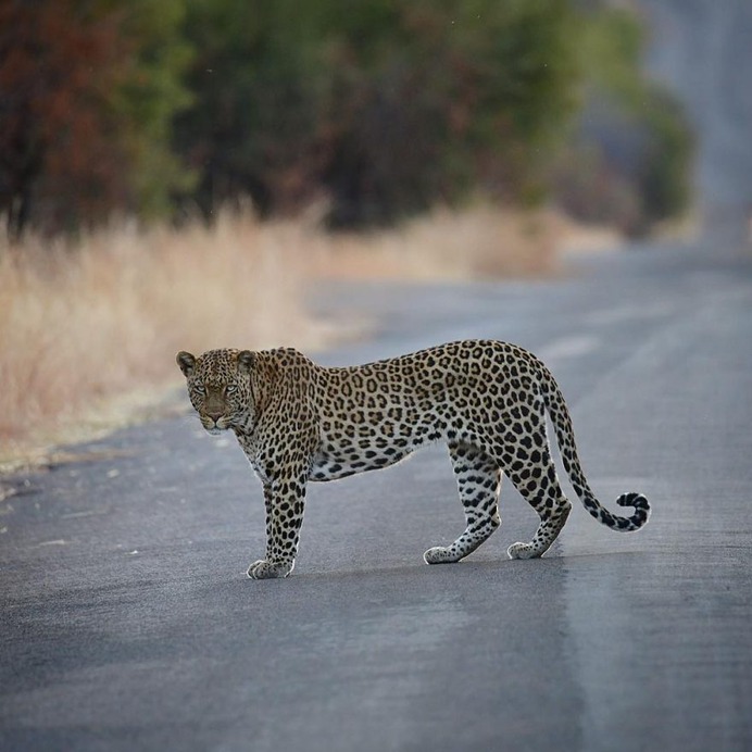 Astonishing Wild Animals Photography in Africa by Steven Dover