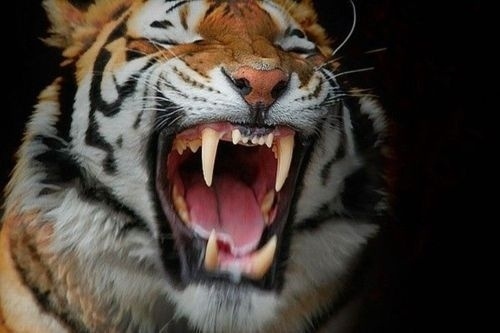 Cacioppe is Italian for Cool - via s3.amazonaws.com #animal