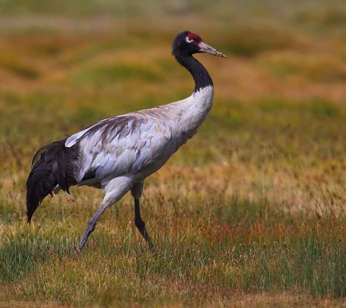 #kings_birds: Fine Art Birds Photography by Saurabh Desai