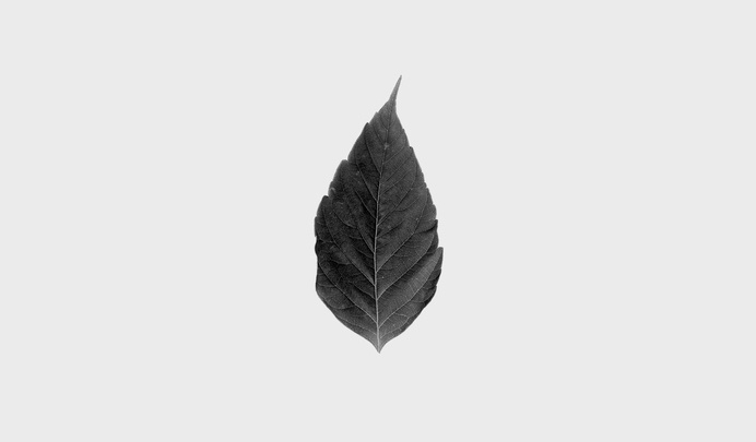 Matthew Hancock / Four Great Titchfield Street #logotype #leaf #design #graphic #marque #brand #identity #logo