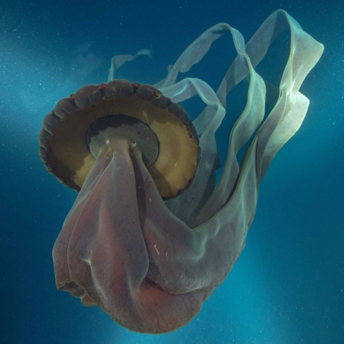Spectacular Wildlife and Underwater Photography by Justin Hofman