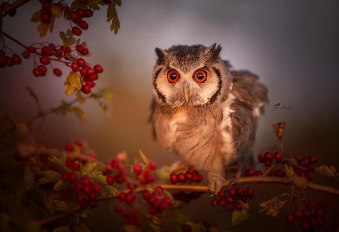 #owlsofinstagram: Adorable Owl Pictures by Tanja Brandt