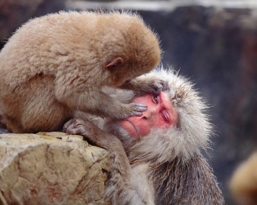 Snow Monkeys by Kiyoshi Ookawa » Creative Photography Blog #inspiration #photography #animals