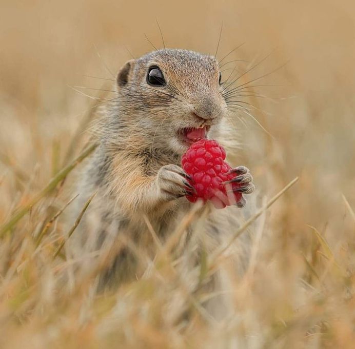 Breathtaking Close-Up Portraits of Wild Animals by Ina Schieferdecker