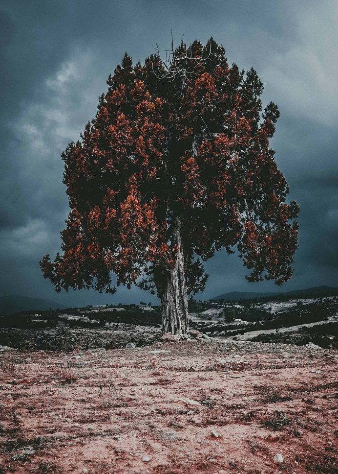 Tree. #forest #landscape
