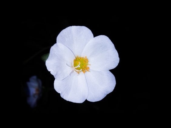 Mohamed Sayed Aouf, unknown date, photograph, https://500px.com/photo/172939649/white-yellow-flower-by-mohamed-sayed-aouf?utm_medium=pintere