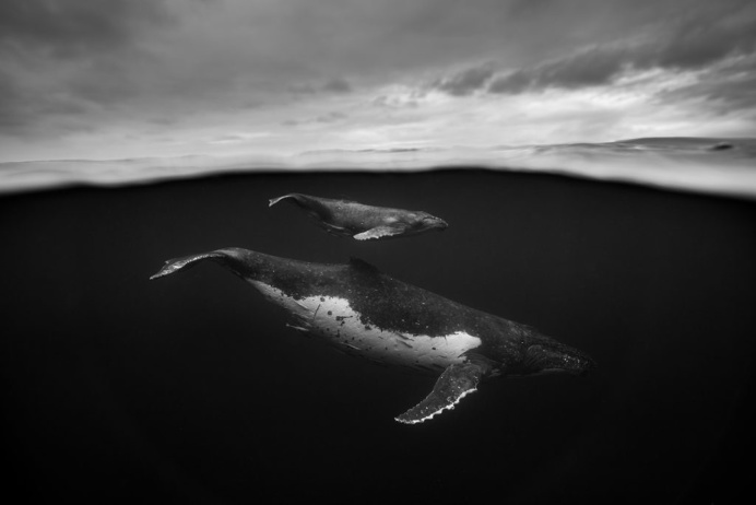 Giants: A Black and White Series Captures the Complexity of the Humpback Whale | Colossal