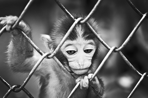 Category: Talents » Jonas Eriksson #monkey #white #black #and