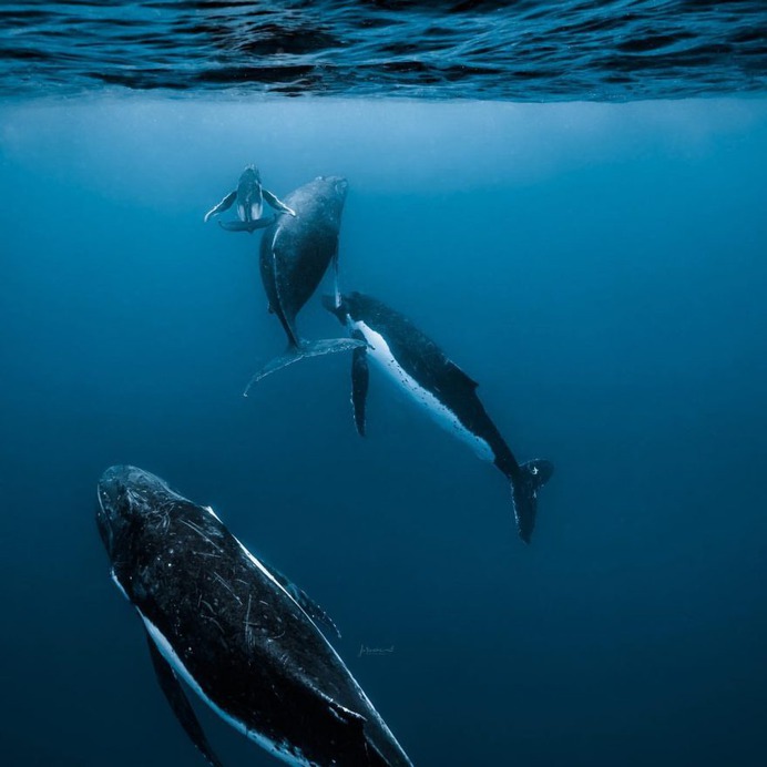 Spectacular Underwater Photos of Whales by Jasmine Carey