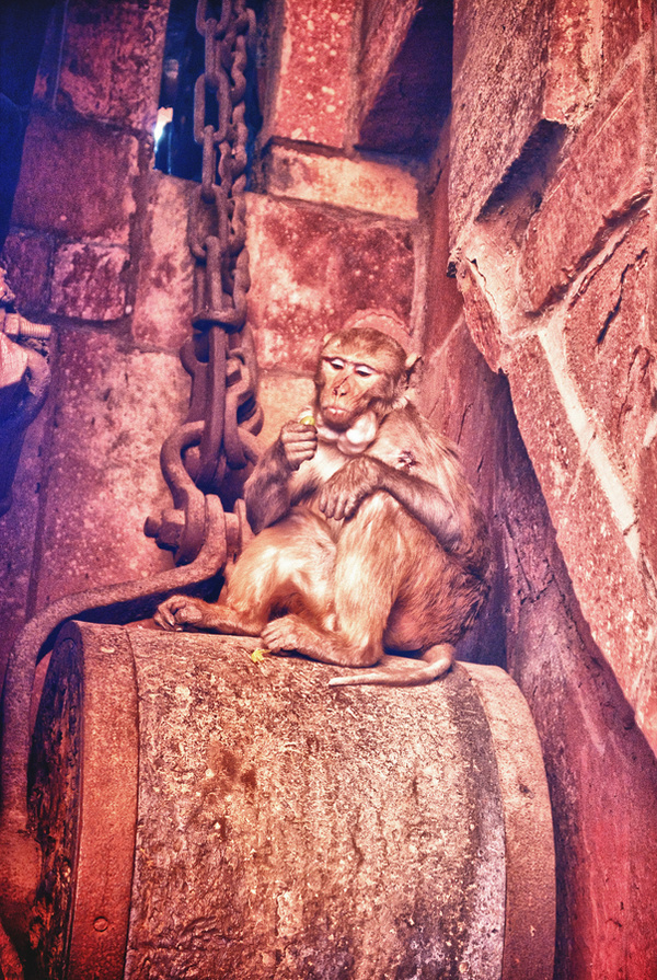 Loaded #animal #monkey