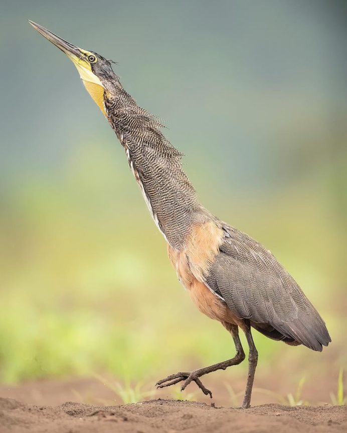 #bird_brilliance: Fascinating Bird Photography by Hector Astorga