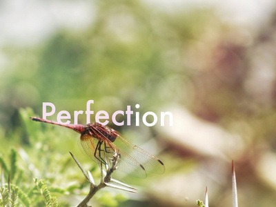 Perfection Photo by Dfoxdesigns