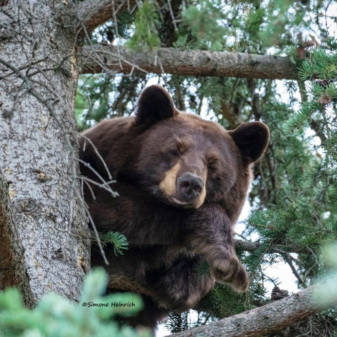 Majestic Portraits of Wild Animals by Simone Heinrich