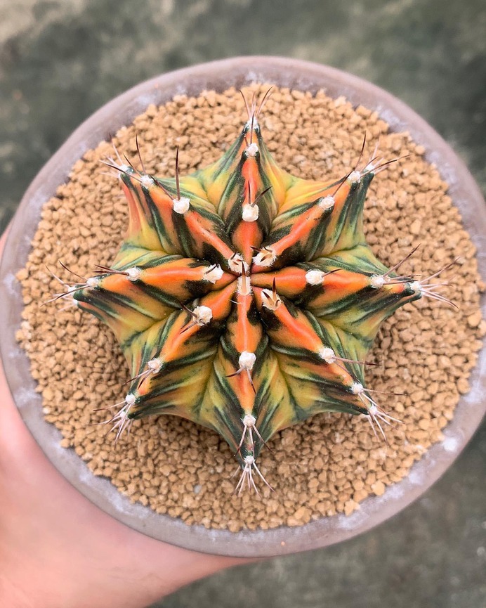 Wonderful Cactuses and Desert Plants Photography by Wachirapol Deeprom