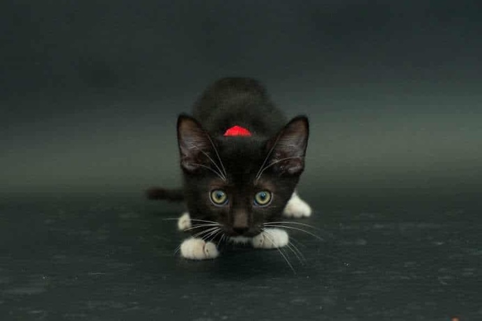 Casey Elise Captures Black Shelter Cats