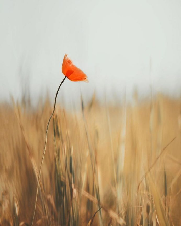#floral_shots: Beautiful Macro Flower Photography by Christian Mu