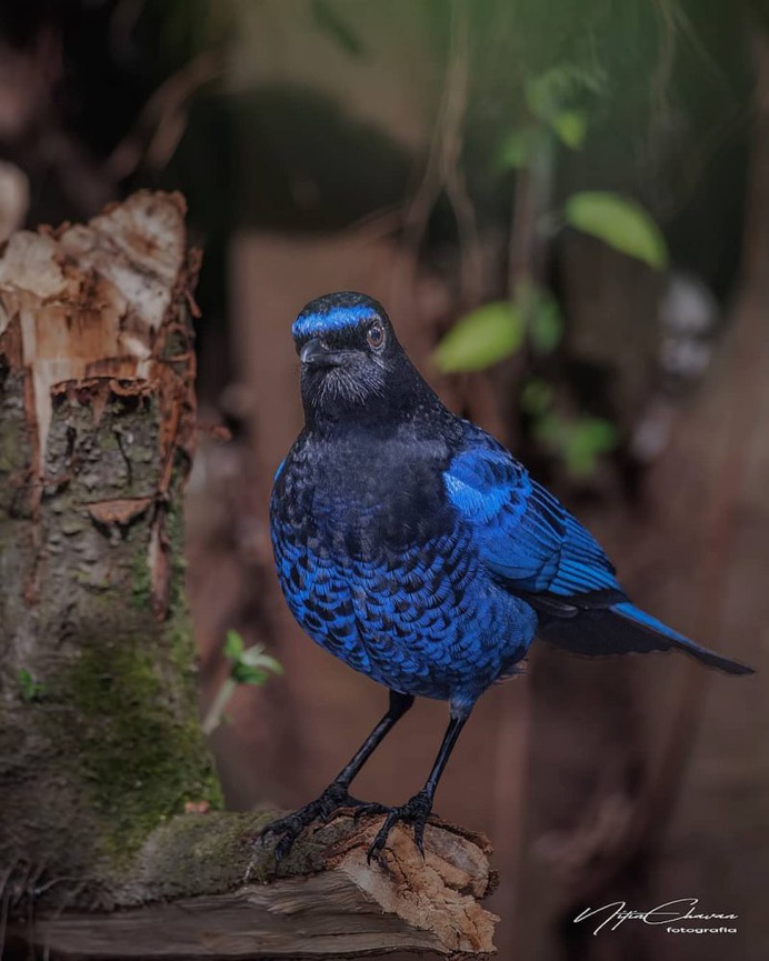 Birds of India: Majestic Birds Photography by Nitin A.Chavan