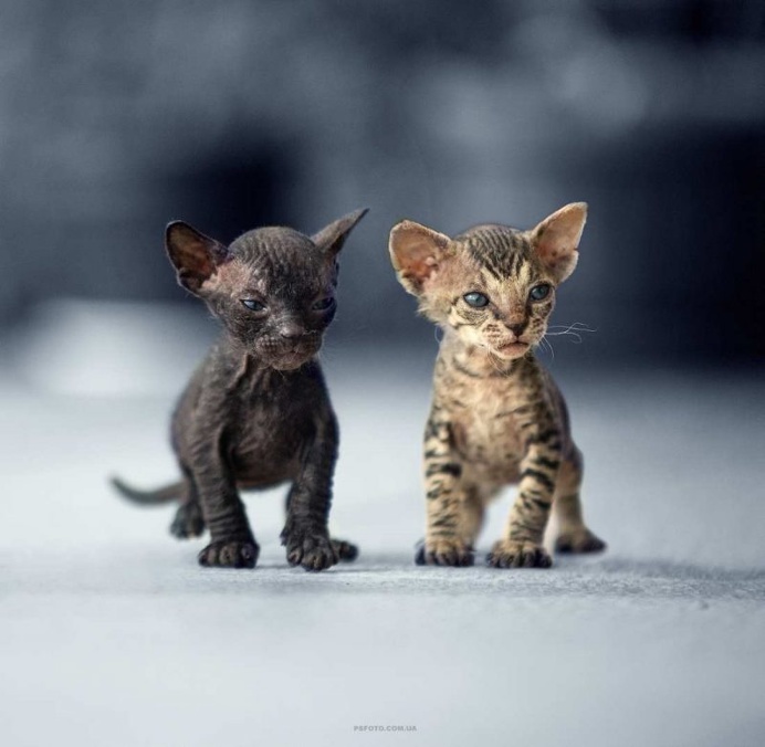 Stunning Animal Portraits by Sergey Polyushko