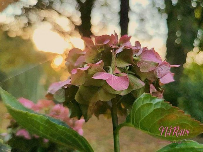 Beautiful Flowers and Plant Photography by Tania Perneel Stunnenberg