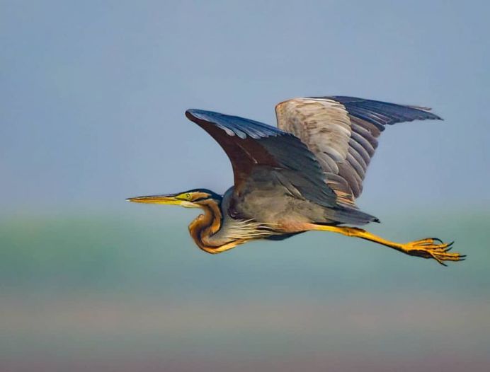 #bird_brilliance: Adorable Birds Photography by Vishal Monakar