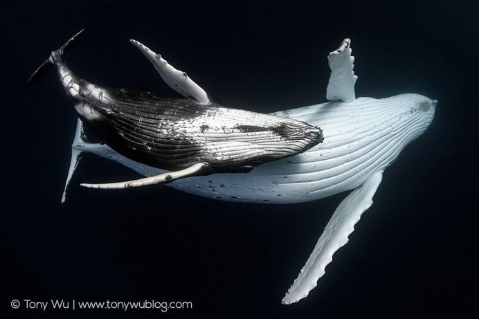 Absolutely Incredible Underwater Photography by Tony Wu