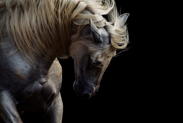 Horse Photo muscles