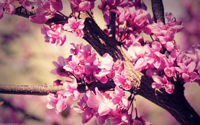Vintage Pink Blossom #inspiration #photography #vintage