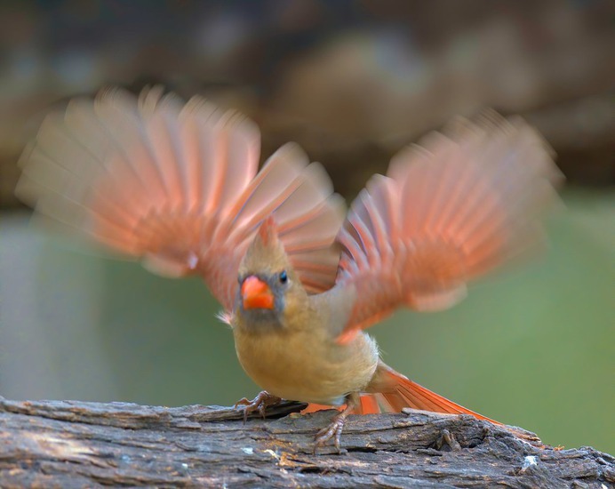 Female Northern Cardinal