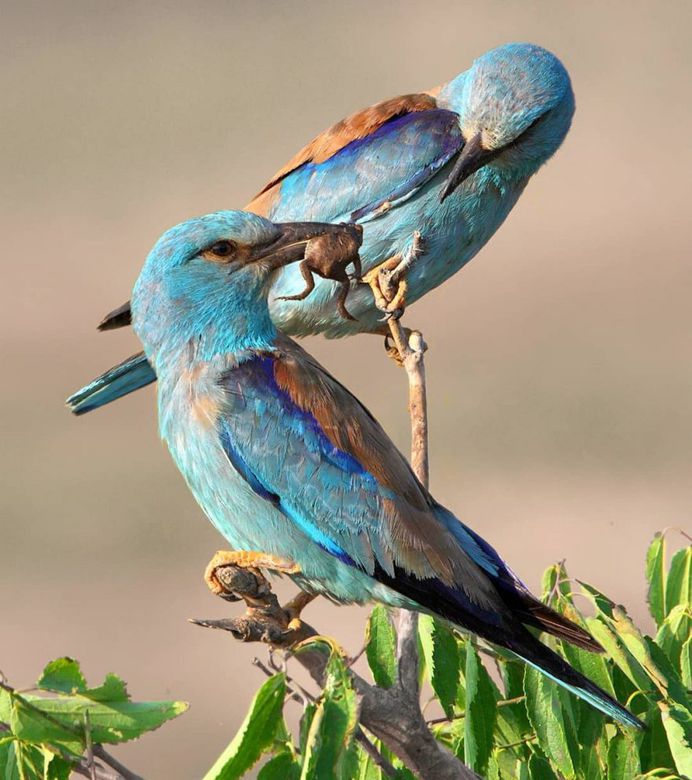 #only_raptors: Beautiful Birds of Prey Photography by Luciano Piazza
