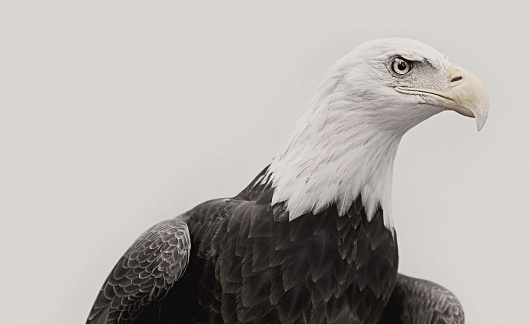 book I | Troy Moth #photo #bird