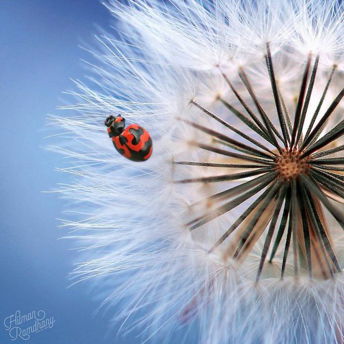 Insanely Detailed Macro Photos Of Insects by Hilman Ramdhany