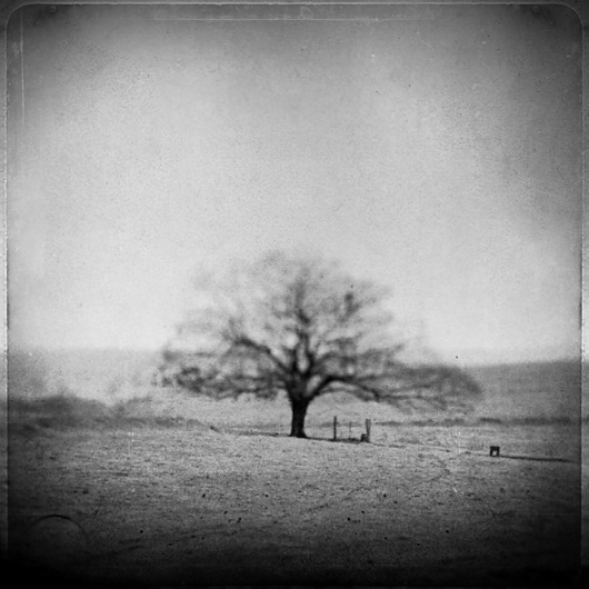 To Die Regretfully, photography by Leda Siloto #tree