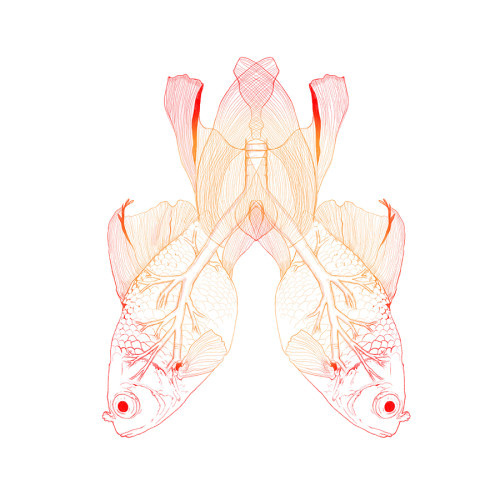 Lungs Fish - Illustration by Alessia Olivari