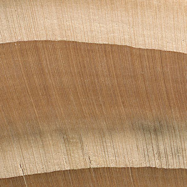 eastern hemlock endgrain