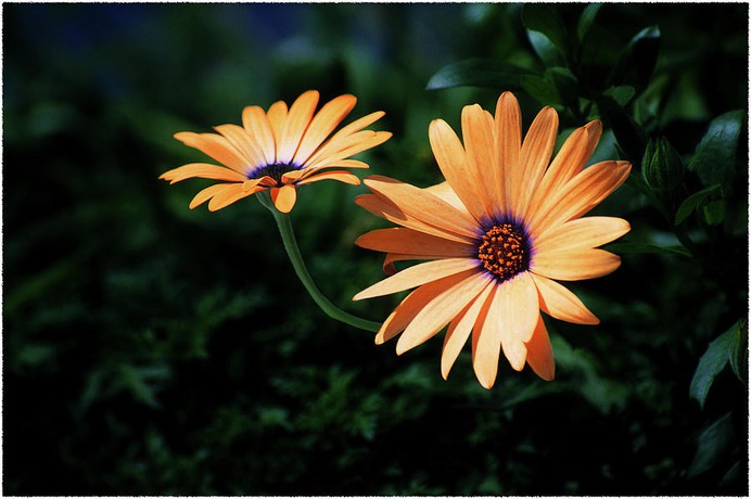 daisy painting & daisy paint by number #painting