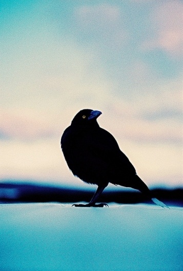 the Sea-Farer (Tasmania by james bowden on Flickr.) #sky #black #fear #wing #eye #nature #blue #raven #birf