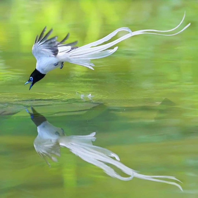 Birds of Taiwan: Brilliant Birds Photography by Chen Chengguang