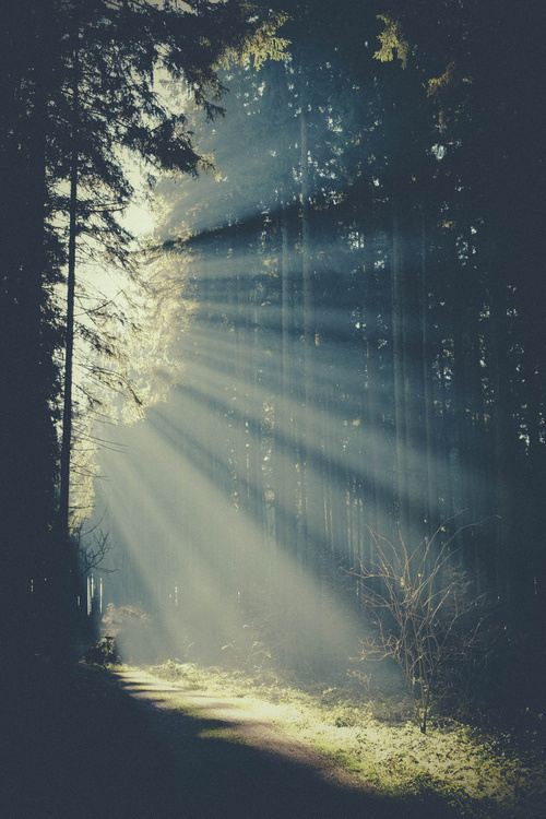 woods | via Tumblr #woods #landscape #photography #sunlight #forest #rays #trees