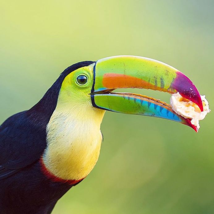 #your_best_birds: Fantastic Bird Photography by Abinash Dhal